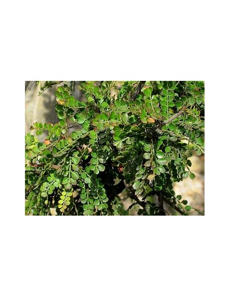 elephant tree (operculicarya decaryi) - 1 Sapling for Sale in Mexico - Online Nursery