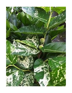 Ficus clown - Ficus aspera...