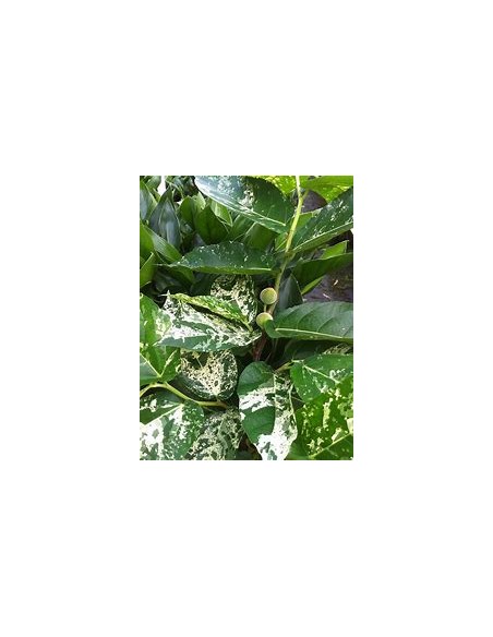 Ficus clown - Ficus aspera - 1 Sapling for Sale in Mexico - Online Nursery