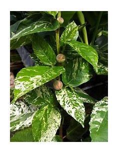 Ficus payaso - Ficus aspera... 2