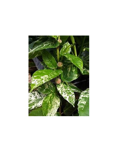 Ficus payaso - Ficus aspera - 1 Arbolito en...