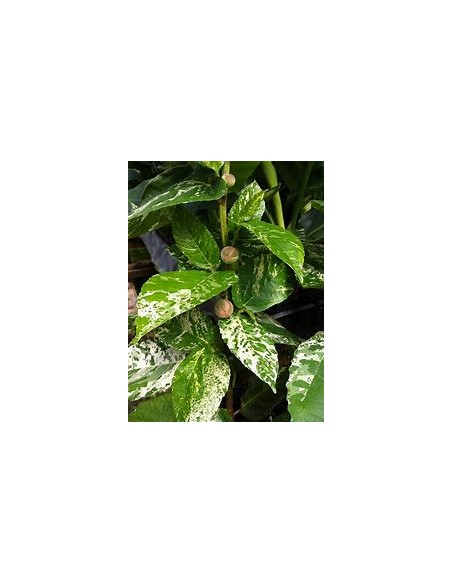 Ficus payaso - Ficus aspera - 1 Arbolito en Venta en Mexico - Vivero por internet