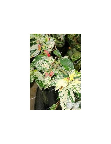 Ficus payaso - Ficus aspera - 1 Arbolito en...