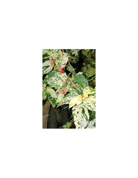 Ficus payaso - Ficus aspera - 1 Arbolito en Venta en Mexico - Vivero por internet