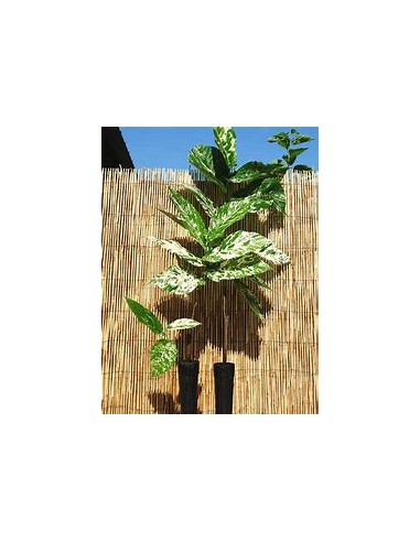 Ficus payaso - Ficus aspera - 1 Arbolito en...