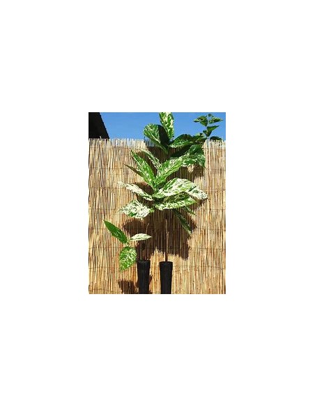Ficus payaso - Ficus aspera - 1 Arbolito en Venta en Mexico - Vivero por internet