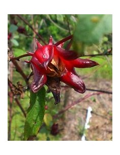 Jamaica - (hibiscus...