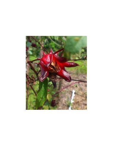 Jamaica - (hibiscus sabdariffa) - 1 Sapling for Sale in Mexico - Online Nursery