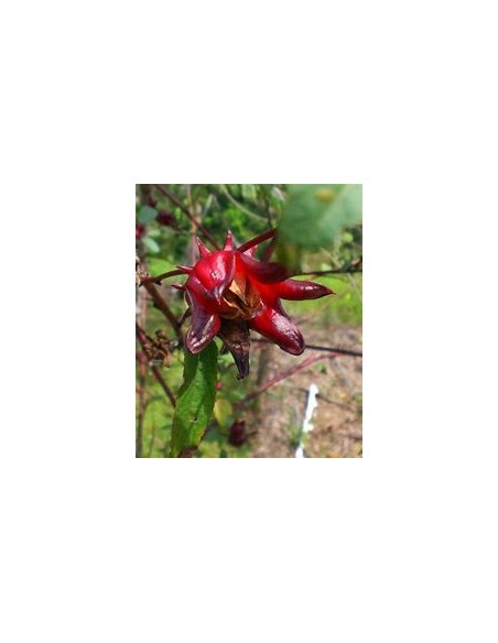 Jamaica - (hibiscus sabdariffa) - 1 Arbolito en Venta en Mexico - Vivero por internet