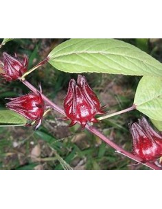 Jamaica - (hibiscus... 2