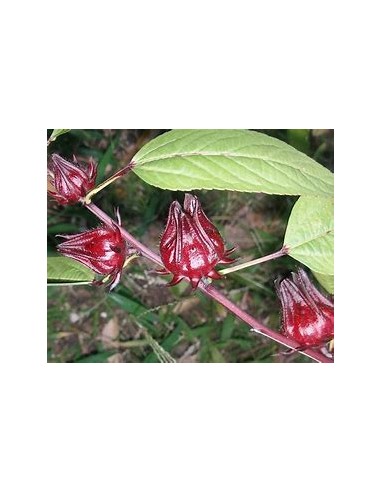 Jamaica - (hibiscus sabdariffa) - 1 Arbolito en...