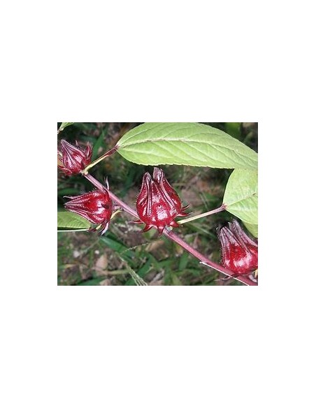 Jamaica - (hibiscus sabdariffa) - 1 Arbolito en Venta en Mexico - Vivero por internet