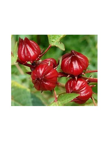 Jamaica - (hibiscus sabdariffa) - 1 Arbolito en...