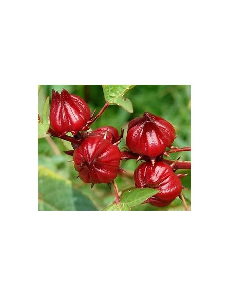 Jamaica - (hibiscus sabdariffa) - 1 Arbolito en Venta en Mexico - Vivero por internet