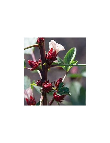 Jamaica - (hibiscus sabdariffa) - 1 Arbolito en...