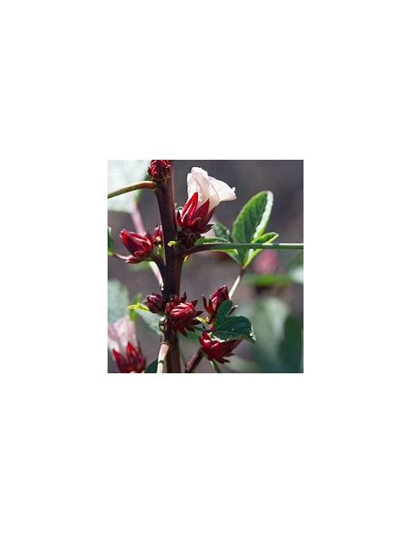 Jamaica - (hibiscus sabdariffa) - 1 Arbolito en Venta en Mexico - Vivero por internet