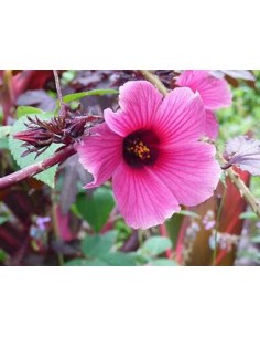 False maple - (Hibiscus...