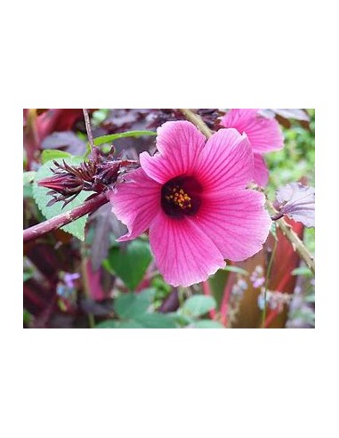 Falso maple - (Hibiscus acetosella)-...