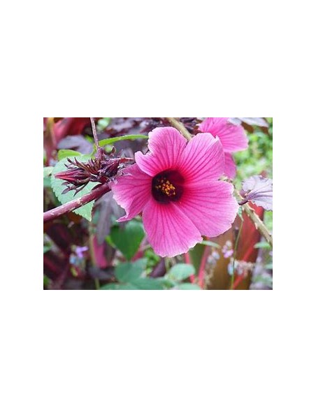False maple - (Hibiscus acetosella)- 1 Tree for Sale in Mexico - Online Nursery