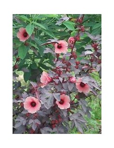 False maple - (Hibiscus... 2