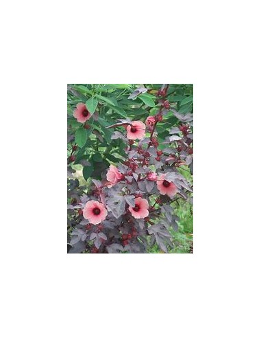 False maple - (Hibiscus acetosella)- 1 Tree for...