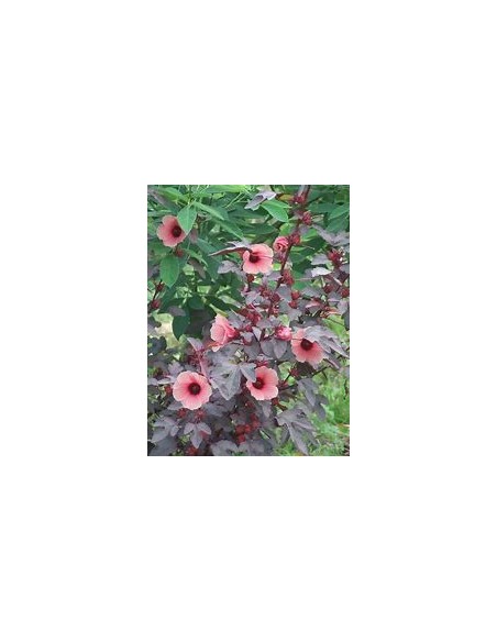 False maple - (Hibiscus acetosella)- 1 Tree for Sale in Mexico - Online Nursery