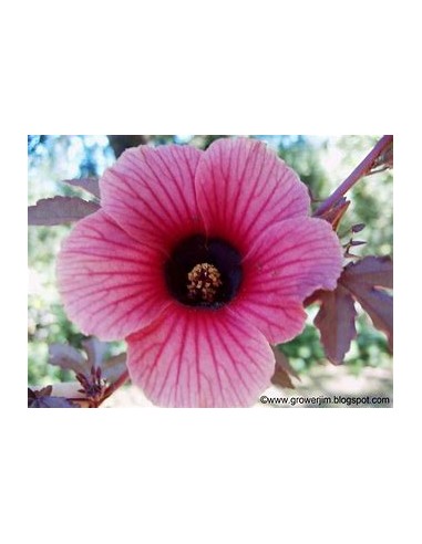 Falso maple - (Hibiscus acetosella)- 1 Arbolito...