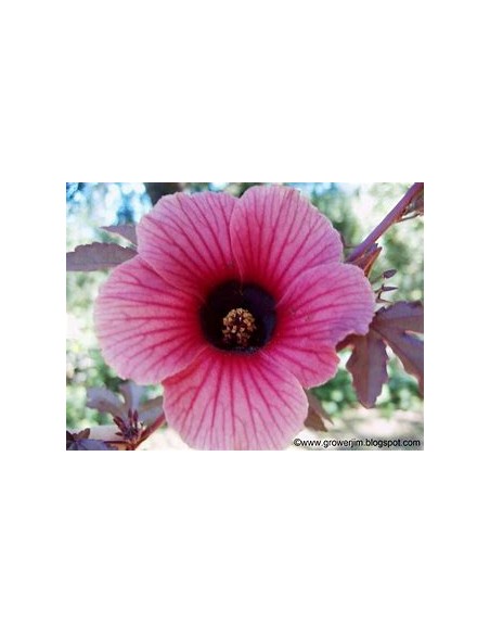 False maple - (Hibiscus acetosella)- 1 Tree for Sale in Mexico - Online Nursery
