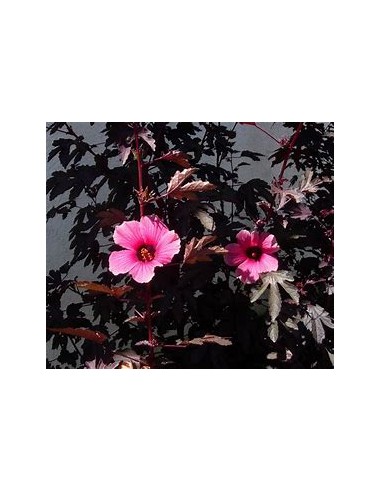 Falso maple - (Hibiscus acetosella)- 1 Arbolito...