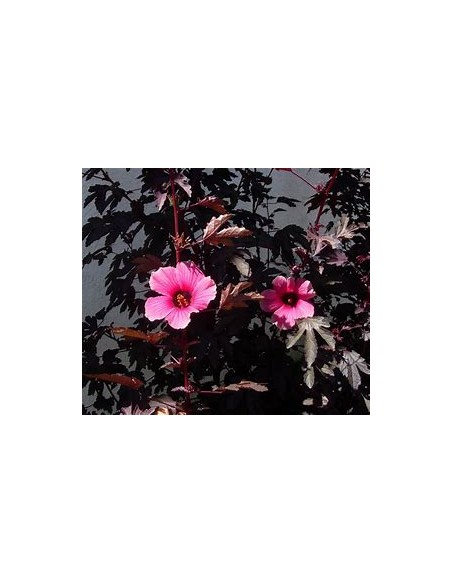 False maple - (Hibiscus acetosella)- 1 Tree for Sale in Mexico - Online Nursery