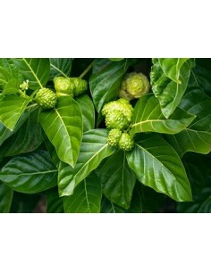 Noni - Morinda citrifolia -...
