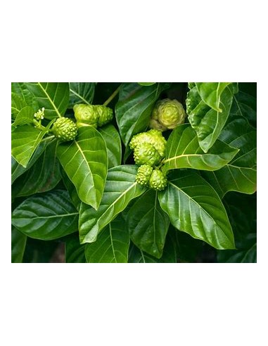 Noni - Morinda citrifolia - 1 Arbolito en Venta en Mexico - Vivero por internet