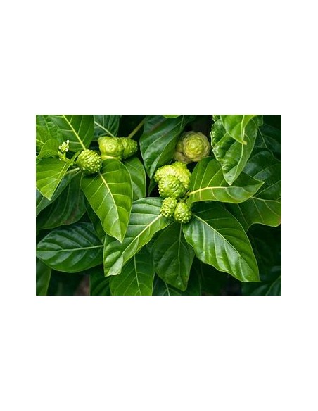 Noni - Morinda citrifolia - 1 Arbolito en Venta en Mexico - Vivero por internet
