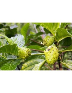 Noni - Morinda citrifolia -... 2