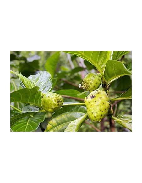 Noni - Morinda citrifolia - 1 Arbolito en Venta en Mexico - Vivero por internet