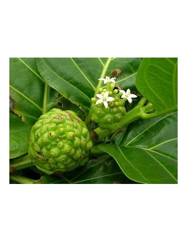 Noni - Morinda citrifolia - 1 Arbolito en Venta...