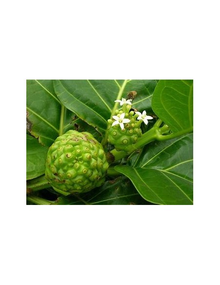 Noni - Morinda citrifolia - 1 Arbolito en Venta en Mexico - Vivero por internet