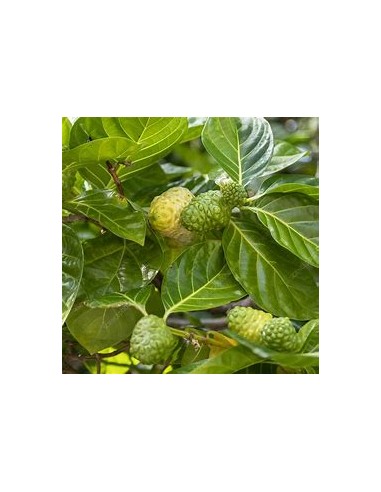 Noni - Morinda citrifolia - 1 Arbolito en Venta...