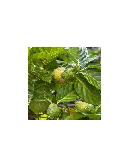 Noni - Morinda citrifolia - 1 Arbolito en Venta en Mexico - Vivero por internet