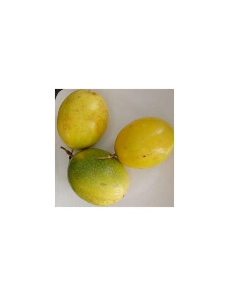 Yellow passion fruit (Passiflora edulis) - 1 Sapling for Sale in Mexico - Online Nursery