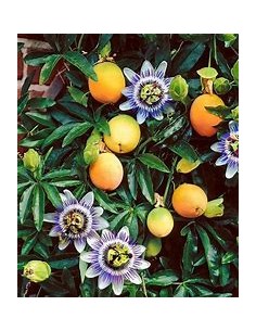 Maracuya amarillo... 2
