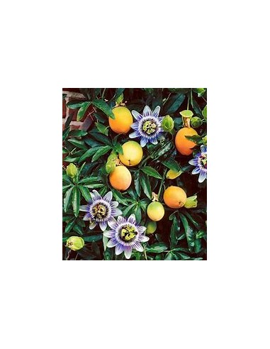 Yellow passion fruit (Passiflora edulis) - 1...