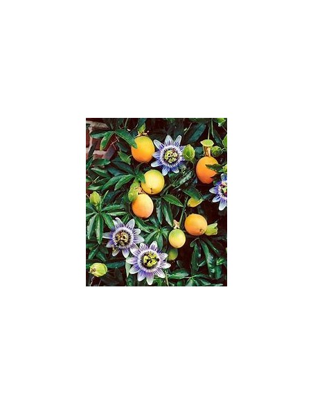 Yellow passion fruit (Passiflora edulis) - 1 Sapling for Sale in Mexico - Online Nursery