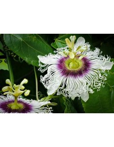 maracuya morado (passiflora...