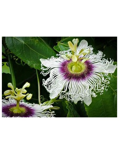 maracuya morado  (passiflora edulis flavicarpa) - 1 Arbolito en Venta en Mexico - Vivero por internet