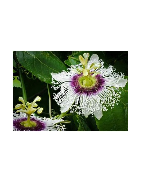 maracuya morado  (passiflora edulis flavicarpa) - 1 Arbolito en Venta en Mexico - Vivero por internet