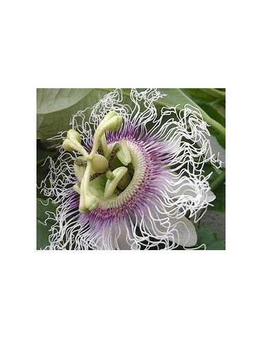 maracuya morado (passiflora edulis flavicarpa)...