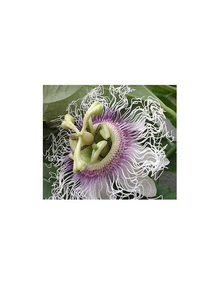 maracuya morado (passiflora edulis flavicarpa) - 1 Sapling for Sale in Mexico - Online Nursery