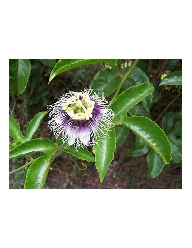 maracuya morado (passiflora edulis flavicarpa)...