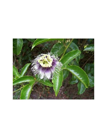 maracuya morado (passiflora edulis flavicarpa) - 1 Sapling for Sale in Mexico - Online Nursery